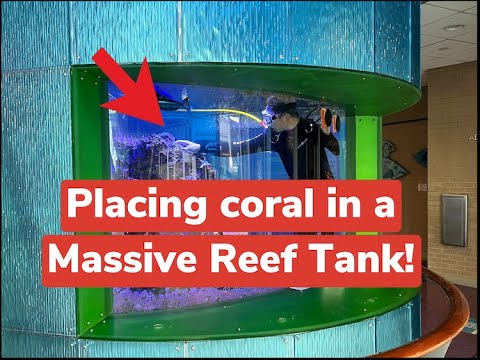 Massive Corals for a massive aquarium! | Episode 222