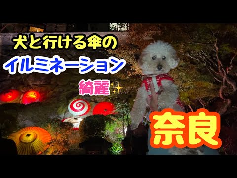 愛犬と紅葉　傘ライトアップ見に行ったら綺麗すぎた💗  ̖́