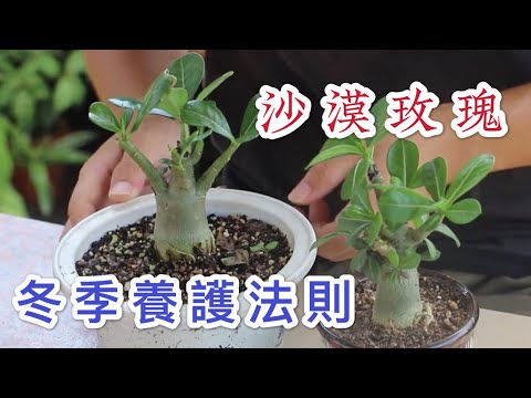 【天天小花農】沙漠玫瑰，冬季常出現生理性黃化，應如何安排正確洽當的養護方式？