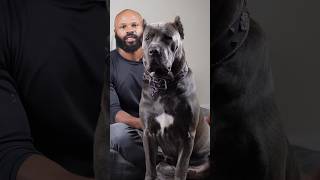 How Soon Can I Start Training My Cane Corso Puppy? #dogtraining