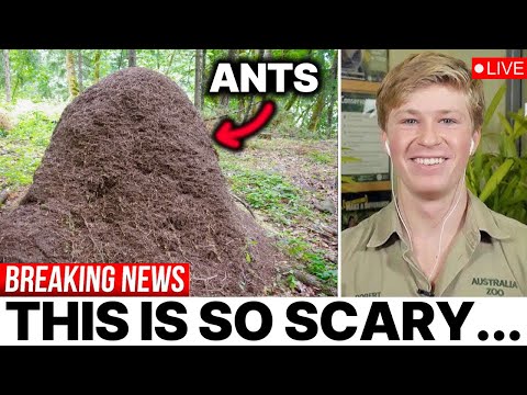 Massive Group of Ants Creates a Living Bridge & Scientists Can't Believe It