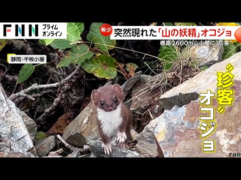 かわいい！山小屋に“オコジョ”登場　標高2600メートルに“山の妖精”現れる　静岡・千枚小屋