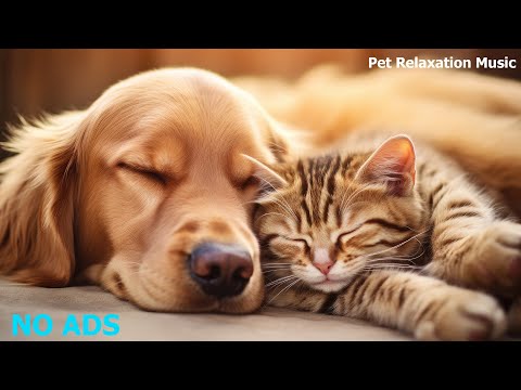 Relaxing Music To Calm Pets 💛 Healing Music For Your Best Friend Stress and Chronic Fatigue