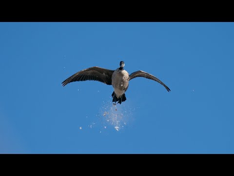 Goose Hunting Kansas: "Little Geese" - Fowled Reality