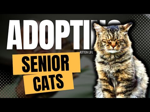 8 Benefits of Adopting a Senior Cat