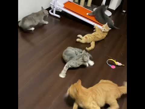 【TVでも紹介された話題のおもしろねこ動画】パパのくしゃみに驚く猫ファミリー