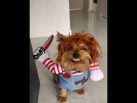 Cute dog TikTok collection