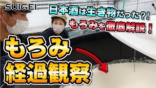 日本酒ってカワイイ!?もろみの発酵を観察してみたらまるで生き物だった!