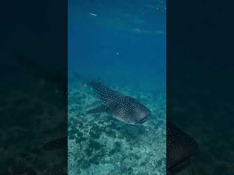 Explore the breathtaking underwater world of Conrad Maldives