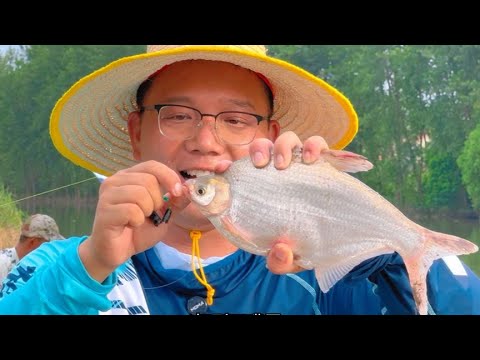 不起眼的小野河，大鳊鱼打连杆！今天这个鱼情，钓的真过瘾！