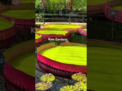 Lily pads at Kew Gardens|Surekha Telugu Vlogs #kewgardens #london #teluguvlogs