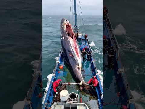 HUGE sea creature caught by fishermen🌊🐟