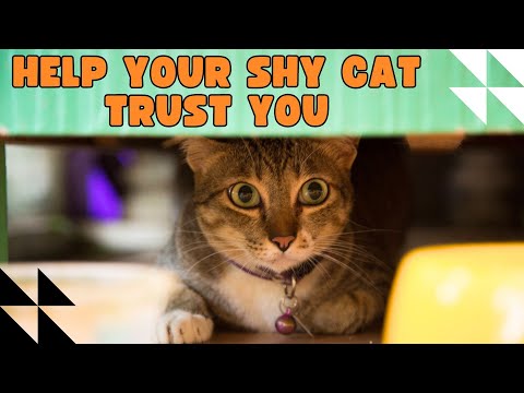 Just Do This To Get A Cat To Trust You If They're Shy Or Scared