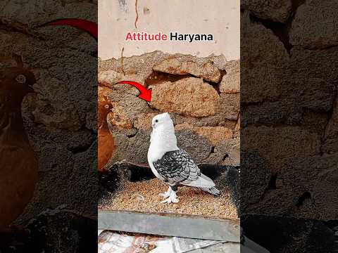 Haryana Hood 👿🚨 || Pigeon Status  || #pigeon #kabootar #attitudestatus #haryanahood #shorts #pigeons