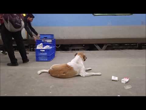 The Crippled Dog at New Delhi Railway Station, India