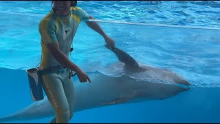 新江ノ島水族館 えのすい イルカショー  "Wave ～きみの波になりたい～" ※2024.08.10 15:30 / Enoshima Aquarium  Dolphin Show