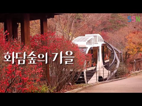 [SSN 촬영 워크샵] 화담숲으로 가을여행 떠나기🍁 #가을단풍축제 #단풍명소