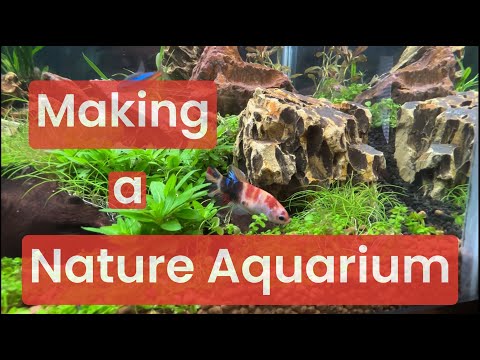 How to make a Nature Aquarium.