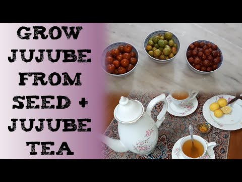 How to grow Jujube from Seed & jujube Tea 枣属种子 ज़िज़ीफस बेर Зизифус чай унаби semilla de azufaifo