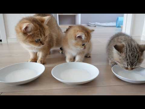 Cute cats gulping down milk with a great sound!