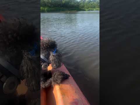 TOY POODLE IN A KAYAK