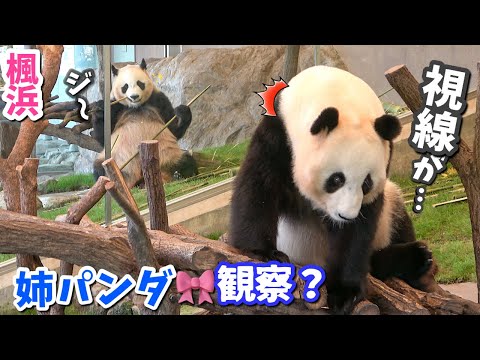 【パンダアイドル楓浜】パンダ界の観察王！ふうひん🐼が見つめる結浜🎀の不思議な行動