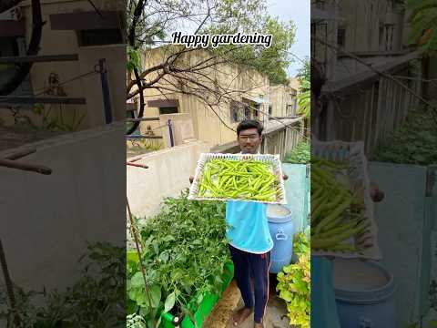 Harvesting chillies 🌶️