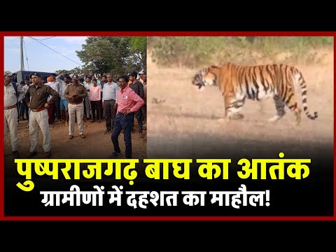 Anuppur में Tiger का आतंक, मवेशी का किया शिकार, Video हो गया वायरल Viral || Anuppur tiger