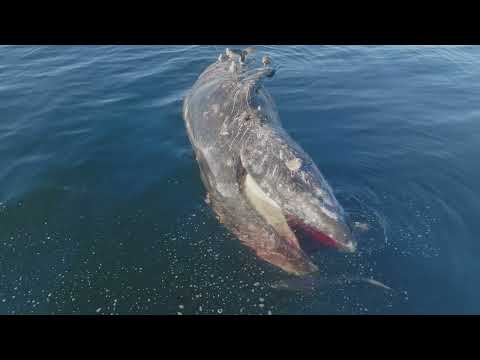 Blood in the Water: Sharks Circle Fresh Gray Whale Carcass