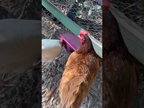 Feed the chickens with me #petcare #feedingchickens #egg