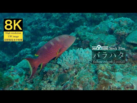 【8K 水中映像】バラハタ / Yellow-edged Lyretail / Variola louti