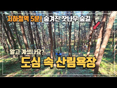 걷기 좋은 계절! 지하철로 갈 수 있는 잣나무 숲 트래킹 코스, 도심 속 산림욕장 | 힐링 여행 | 단풍 여행 | 지하철 여행 | 당일치기 여행 | 국내여행