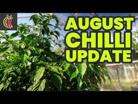 Resurrection! Chilli Grow Update August 2024