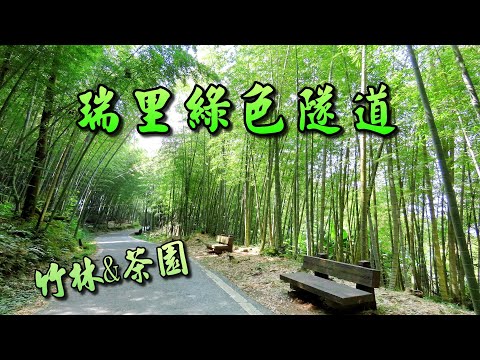 嘉義瑞里綠色隧道&茶園風光