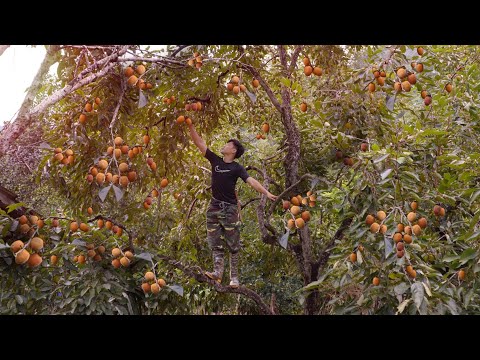 Harvesting persimmons go to country market sell. Gardening, Growing cauliflower, lettuce in new land