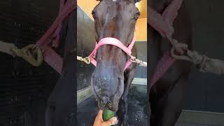 【引退競走馬】ジャンボきゅうりを豪快にもぐもぐするスペさん🥒🐎