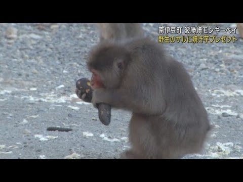 初の試み！野生のサルに焼き芋のプレゼント　静岡・南伊豆町「波勝崎モンキーベイ」