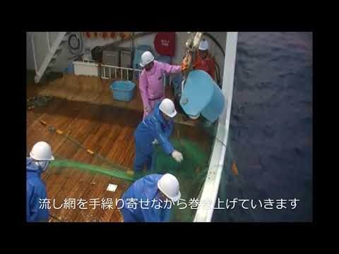 水産総合研究所試験船・開運丸のアカイカ調査　WS15