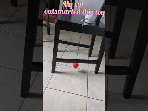 The cat-toy showdown: Guess who wins? @GabieCocoMarmora #cat #catvideos #cats #funny