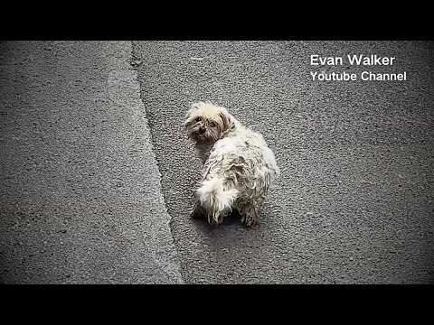 A bullied stray dog limped and stopped to smile at people when called, hoping for a home.