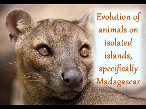 #Evolution of animals on isolated islands, specifically #Madagascar