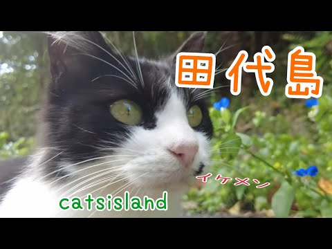 上のお兄ちゃんところから神社まで行く途中　イケメン猫に会った　【田代島】【２０２４秋】【猫島巡り】