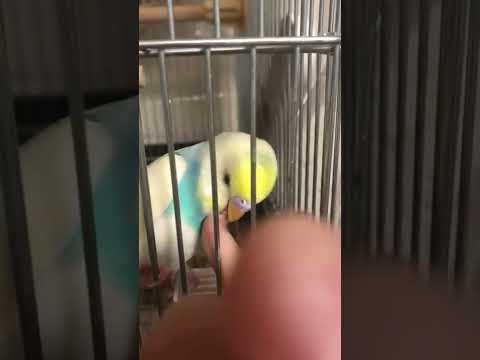 撫でられた途端にふにゃっとなるインコ #セキセイインコ #shorts #budgie #かわいい #ふにゃふにゃ