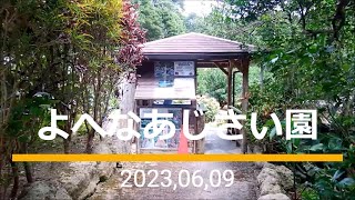 沖縄の初夏！梅雨の風物詩 " 紫陽花 " が満開／よへなあじさい園 2023,06,09