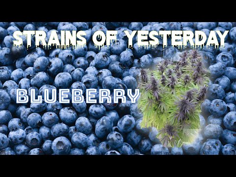 Strains of Yesterday : BLUEBERRY