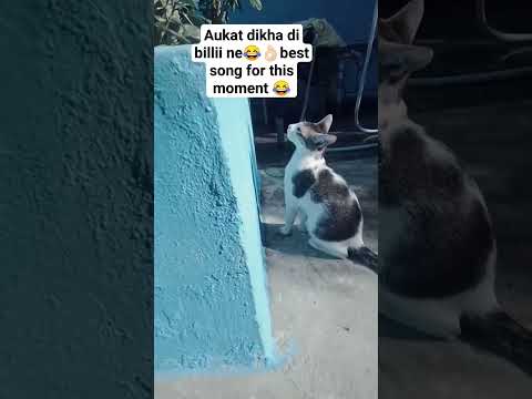 Asli AUKAAT to billi ne dikhai hai😼😎 #momentswithpet #trendingshorts #shorts#ytshorts#ytshortsindia