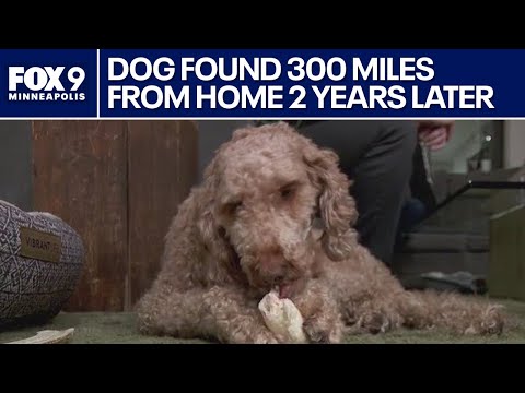 Mini goldendoodle missing for 2 years found 300 miles from home