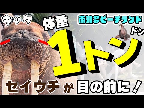 巨大！！重さ1トンのセイウチが目の前に迫り来る！！【南知多ビーチランド⑤】