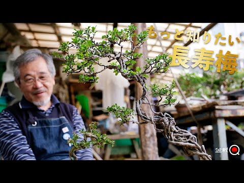 I want to know more about Japanese quince! Uprooting, insects, root cancer disease [Bonsai Q]