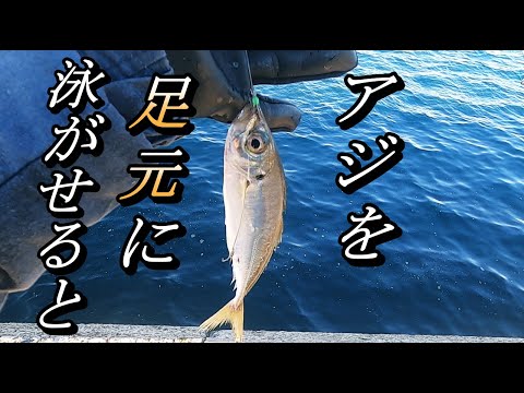 【泳がせ釣り】仕掛け公開.簡単仕掛けに大物連発！